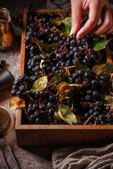 fresh black berries in a wooden box. Low key. Drama. Dark photo