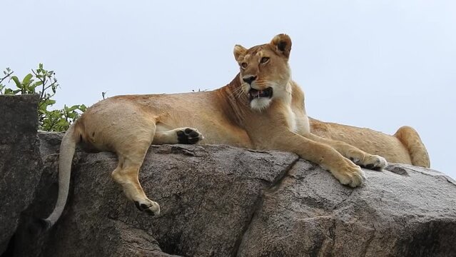Lioness resting on a kopje top, Tanzania, Serengeti
Lioness resting on a kopje top, Serengeti National Park, Tanzania, 2022

