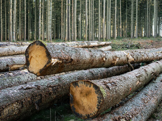 Des troncs de sapin coupés en lisière de forêt