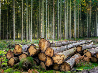 Des troncs de sapin coupés en lisière de forêt - 542435347
