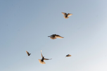 doves flying in the sky