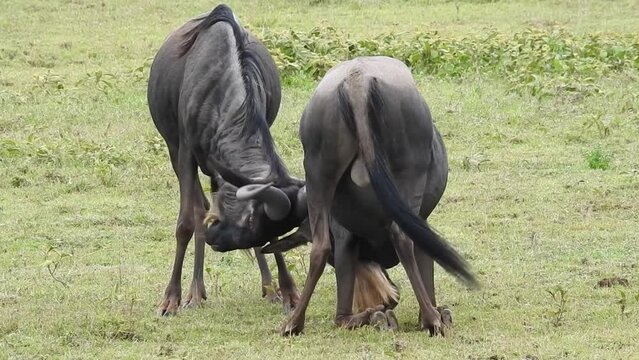 Male Blue wildebeests in a Head fight, Serengeti
Serengeti National Park, Tanzania 2022
