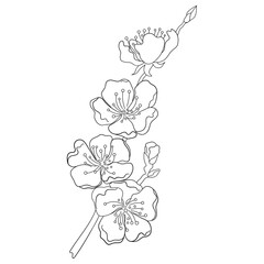 Linear Illustration of Blossoming Peach Branch.