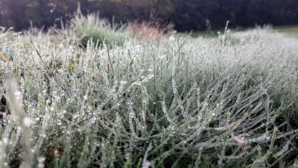 朝露がついたスギナ5