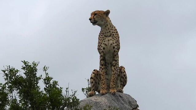 Cheetah scouting the area on kopje rock top, Tanzania
Serengeti National Park, Tanzania, 2022
