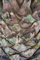 Regina Coeli Convent Church CMDX