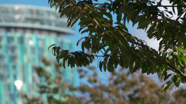 Abstract view of a tree with blurred Birmingham city skyline building background