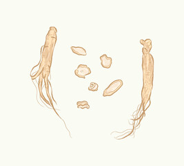 Whole and sliced light brown American Ginseng in flat vector illustration art design