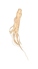 Whole light brown American Ginseng in flat illustration art design