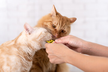 Cute cat licking cat snacks. - obrazy, fototapety, plakaty