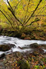 Mountain river flowing in a deep forest - 542437707
