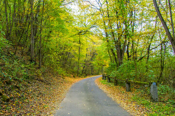 Road in a european forest in the autumn