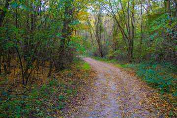 Naklejka premium Road in a european forest in the autumn