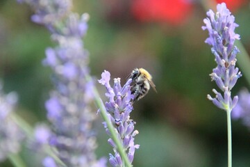 Closeup shot of a honey bee on a purple flower isolated on a blurred background