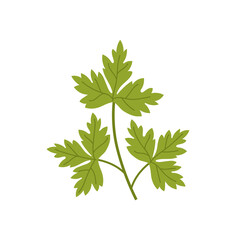 Sprig of parsley with green leaves.
