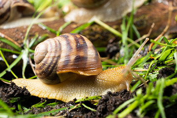 Helix pomatia large grape snail leisurely crawls on the grass in the forest.