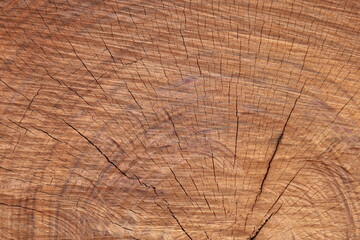 Brown stump texture pattern. Closeup of cracked wood grain background with age rings and saw marks on a cut wooden floor. Selective focus