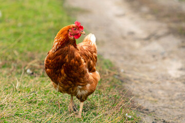 A close-up red chicken walks through the village..
