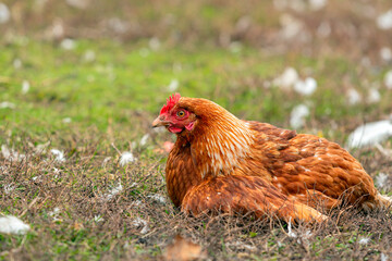 Close-up of a red hen hatching eggs