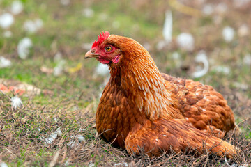 Close-up of a red hen hatching eggs