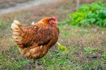 A close-up red chicken walks through the village..
