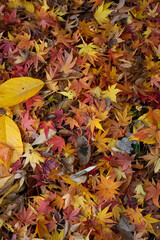 Fallen leaves　紅葉