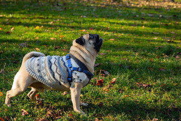 Funny young pug sits on the grass with fallen leaves. Close-up.