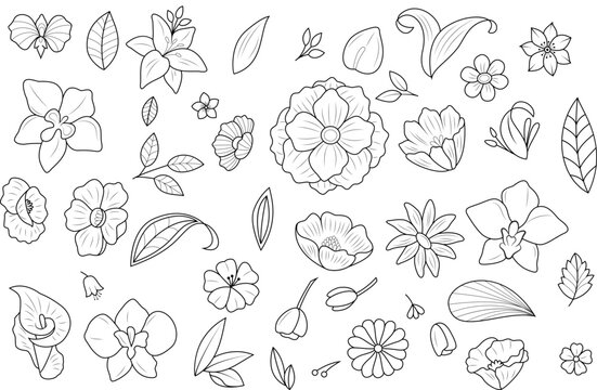 Hand drawn flowers Leaves clipart Set, vector illustration, Outline flowers clipart, Line art flowers clipart, Hand drawn leaves clipart, Outline leaves clipart, Line art leaves clipart.