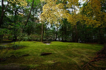 嵐山 野宮神社　紅葉と苔