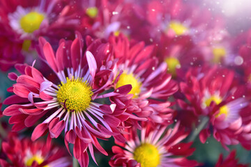 Pink chrysanthemum flowers with a yellow center in the rays of the sun. Floral background
