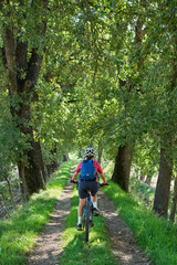 nice senior woman riding her electric mountain bike in an old  oak tree avenue in the Casentino area near Arezzo,Tuscany , Italy
