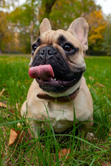 Portrait of dog french bulldog closeup on green grass background