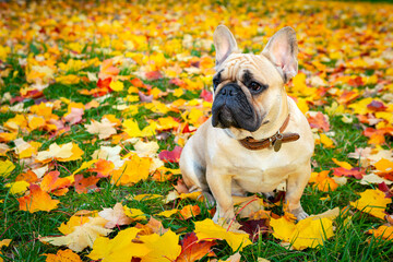 Portrait of dog french bulldog close-up on the background of fallen maple leaves