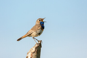 Bluethroat bird sits and sings Close-up.