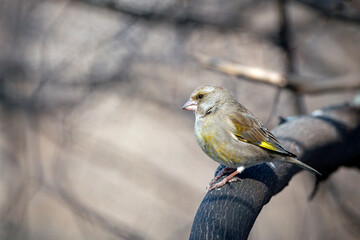 The European greenfinch (Chloris chloris) or common greenfinch is a songbird of the order of the Passeriformes and the family Fringillidae..
