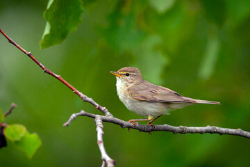 Bird The common chiffchaff (Phylloscopus collybita), or simply the chiffchaff, is a common and widespread leaf warbler which breeds in open woodlands throughout northern and temperate Europe