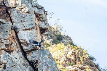 Eagle flying on the high mountain with rocks and wild stones