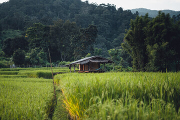 rice field in the morning in asia