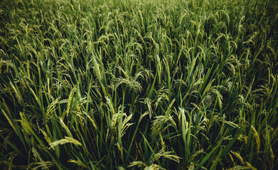 rice field in the morning in asia