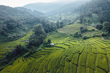 rice field in the morning in asia