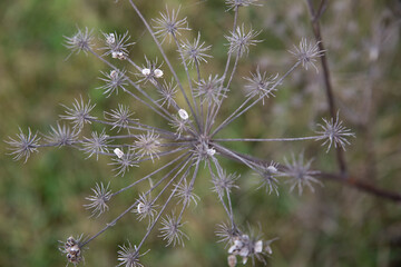 The beautiful little Danish harbour
