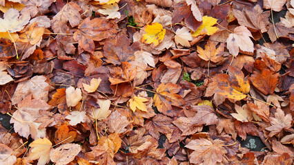 Autumn in the forest. Fallen yellow leaves on the earth. Warming photo with autumn mood.