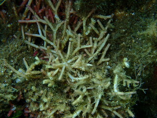 Fototapeta na wymiar Red algae Amphiroa cryptarthrodia close-up undersea, Aegean Sea, Greece, Halkidiki