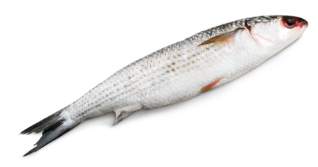 Fresh fish isolated on white