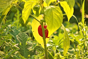red fruit of Carolina Reaper pepper, taken behind the trunk of the main plant