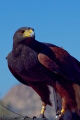 Portrait shot of Harris's hawk standing and looking sharp with blur background
