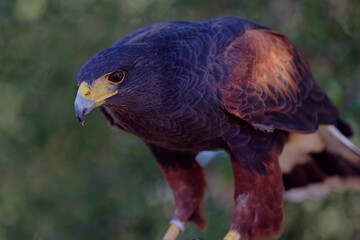 Portrait shot of Harris's hawk standing and looking sharp with blur background