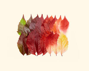 Autumn square pattern of fall leaves on pastel beige background, autumnal tone red yellow green gradient color, group leaves of Virginia Creeper. Top view creative autumn idea of fallen leaf