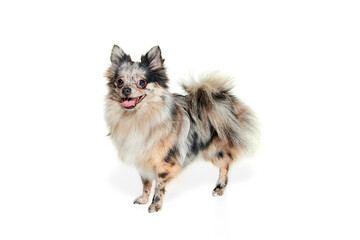 Portrait of cute small dog, Pomeranian spitz calmly standing isolated over white background. Smiling doggy