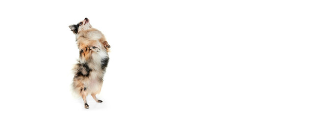 Portrait of cute small dog, Pomeranian spitz standing on hind legs, dancing isolated over white background. Flyer
